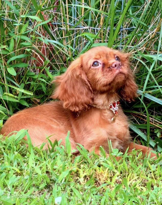 Cryptic  – Cavalier King Charles Spaniel puppy for sale in Appomattox, VA