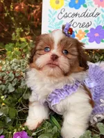 Blue eyes AKC , a female Shih Tzu for sale in Appomattox, VA – 2 of 7
