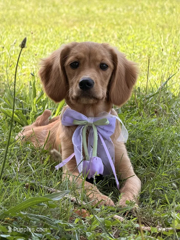 Maddie  – Miniature Golden Retriever puppy for sale in Appomattox, VA