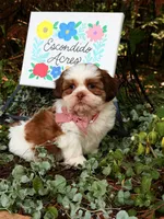 Rumble , a male Shih Tzu for sale in Appomattox, VA – 3 of 9