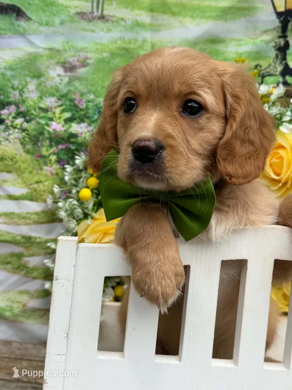 Rey  – Cavalier King Charles Spaniel, English Cream Golden Retriever puppy for sale in Appomattox, VA