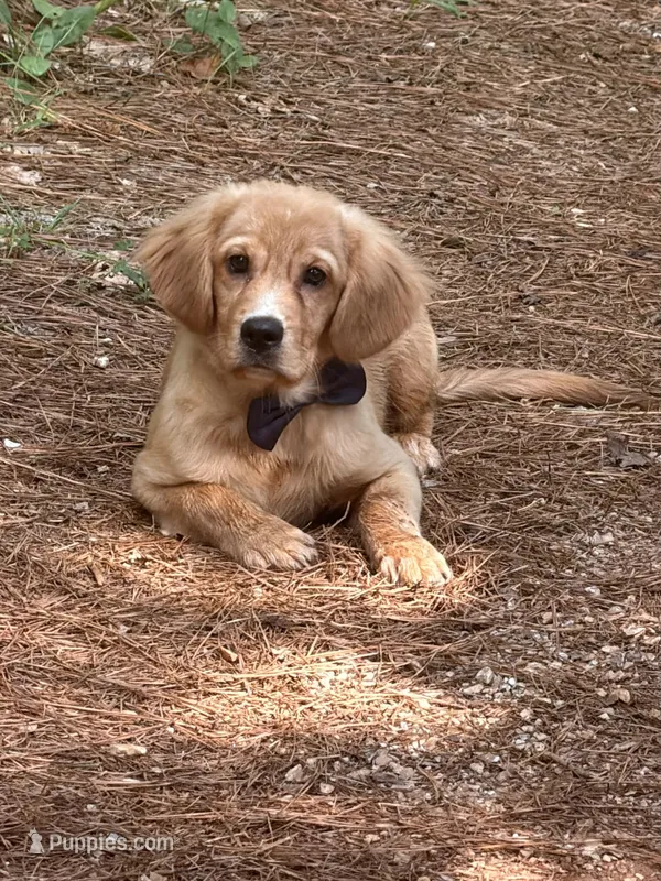 Bolt potty trained  – Miniature Golden Retriever puppy for sale in Appomattox, VA