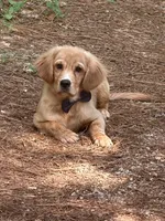 Bolt potty trained , a male Miniature Golden Retriever for sale in Appomattox, VA – 1 of 10