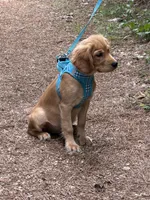 GIANT, low shedding coat!! , a male Golden Retriever and Cavalier King Charles Spaniel for sale in Appomattox, VA – 4 of 6