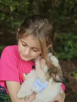 Ollie Va , a male Shih Tzu for sale in Appomattox, VA – 3 of 5