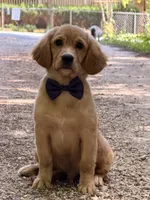 Bolt potty trained , a male Miniature Golden Retriever for sale in Appomattox, VA – 7 of 10