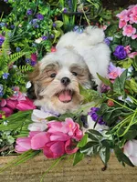 Ollie Va , a male Shih Tzu for sale in Appomattox, VA – 5 of 5