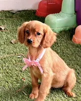 Bee , a female Golden Retriever and Cavalier King Charles Spaniel for sale in Appomattox, VA – 2 of 7