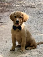 Bolt potty trained , a male Miniature Golden Retriever for sale in Appomattox, VA – 6 of 10