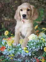Cupid, a male Miniature Golden Retriever for sale in Appomattox, VA – 3 of 7