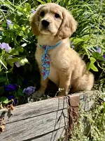 Tod , a male Miniature Golden Retriever for sale in Appomattox, VA – 9 of 10