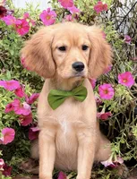 Eddie, a male Cavalier King Charles Spaniel and English Cream Golden Retriever for sale in Appomattox, VA – 2 of 5
