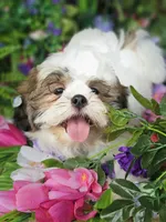 Ollie Va , a male Shih Tzu for sale in Appomattox, VA – 2 of 5
