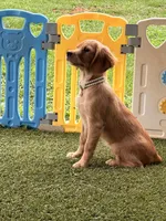 Maddie , a female Cavalier King Charles Spaniel and English Cream Golden Retriever for sale in Appomattox, VA – 3 of 4