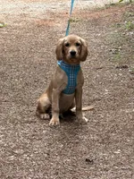 GIANT, low shedding coat!! , a male Golden Retriever and Cavalier King Charles Spaniel for sale in Appomattox, VA – 3 of 6