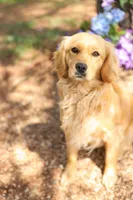 Cherry , a female Golden Retriever and Cavalier King Charles Spaniel for sale in Appomattox, VA – 6 of 7