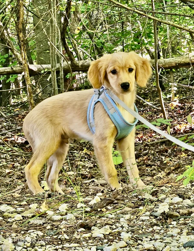 Cupid – Miniature Golden Retriever puppy for sale in Appomattox, VA