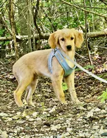Cupid, a male Miniature Golden Retriever for sale in Appomattox, VA – 1 of 7