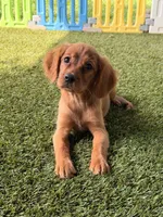 Tiny, a female Miniature Golden Retriever for sale in Appomattox, VA – 7 of 10