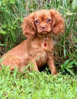 Cryptic , a female Cavalier King Charles Spaniel for sale in Appomattox, VA – 4 of 4