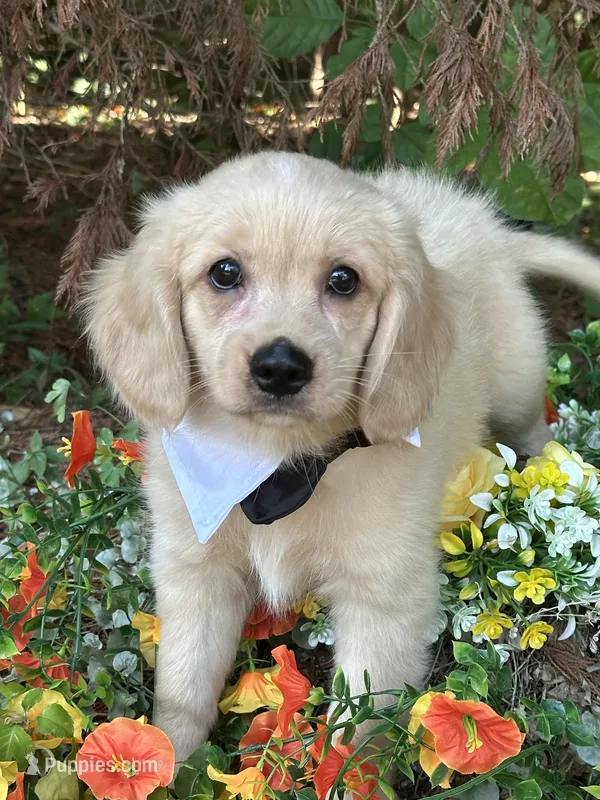 Yeti  – Miniature Golden Retriever puppy for sale in Appomattox, VA