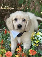 Yeti , a male Miniature Golden Retriever for sale in Appomattox, VA – 1 of 6