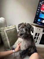 Lucio, a male German Shepherd Dog and Goldendoodle for sale in Concord, CA – Photo 8 of 8