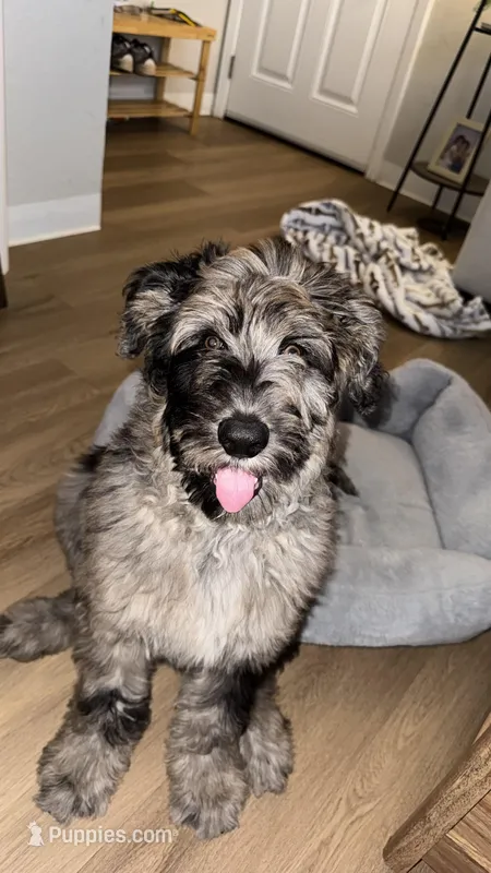 Lucio – German Shepherd Dog, Goldendoodle puppy for sale in Concord, CA