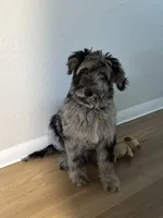 Lucio, a male German Shepherd Dog and Goldendoodle for sale in Concord, CA – Photo 3 of 8