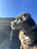 Lucio, a male German Shepherd Dog and Goldendoodle for sale in Concord, CA – Photo 4 of 8