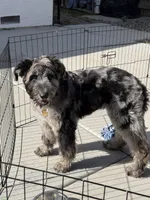 Lucio, a male German Shepherd Dog and Goldendoodle for sale in Concord, CA – Photo 6 of 8