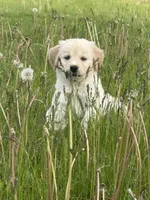 Aurora, a female Siberian Husky and Golden Retriever for sale in Concord, NH – 5 of 10