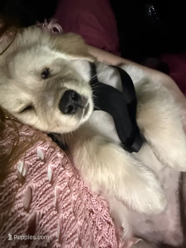 Aurora – Siberian Husky, Golden Retriever puppy for sale in Concord, NH