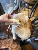 Aurora, a female Siberian Husky and Golden Retriever for sale in Concord, NH – 9 of 10