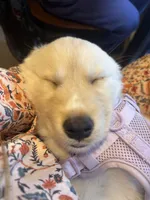 Aurora, a female Siberian Husky and Golden Retriever for sale in Concord, NH – 10 of 10