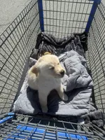 Aurora, a female Siberian Husky and Golden Retriever for sale in Concord, NH – 7 of 10