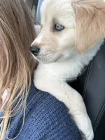 Aurora, a female Siberian Husky and Golden Retriever for sale in Concord, NH – 6 of 10