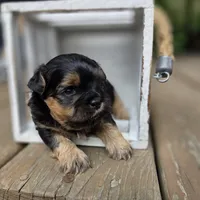 Halle, a female Shihpoo for sale in Ravenna, MI – 2 of 2