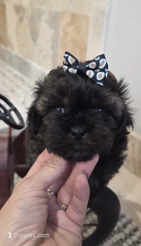 Jack – Shihpoo puppy for sale in Ravenna, MI