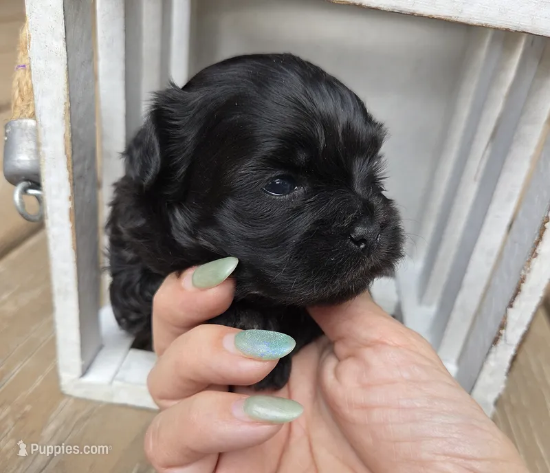 Candy – Shihpoo puppy for sale in Ravenna, MI