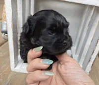 Candy, a female Shihpoo for sale in Ravenna, MI – 1 of 2