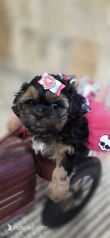 Halle – Shihpoo puppy for sale in Ravenna, MI