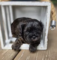 Jack, a male Shihpoo for sale in Ravenna, MI – 3 of 4