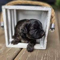 Jack, a male Shihpoo for sale in Ravenna, MI – 2 of 4