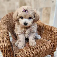 Puppytots.com, a female Maltipoo for sale in Ravenna, MI – Photo 3 of 3