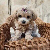 Puppytots.com, a female Maltipoo for sale in Ravenna, MI – Photo 1 of 3