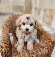 Puppytots.com, a female Maltipoo for sale in Ravenna, MI – Photo 2 of 3