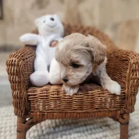 Toby, a male Maltipoo for sale in Ravenna, MI – Photo 4 of 4