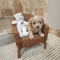 Toby, a male Maltipoo for sale in Ravenna, MI – Photo 2 of 4