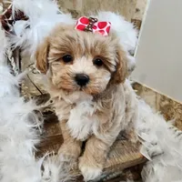 Toby, a male Maltipoo for sale in Ravenna, MI – Photo 1 of 4